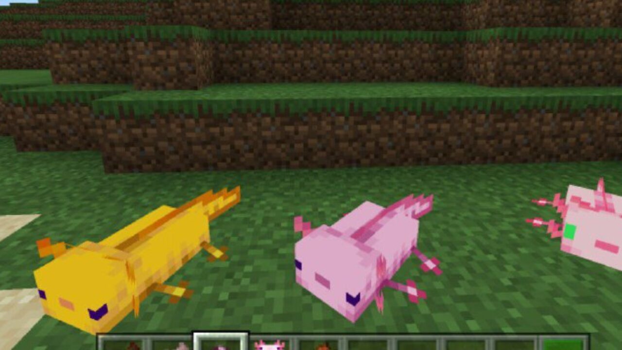 Colored from Axolotl Mod for Minecraft PE