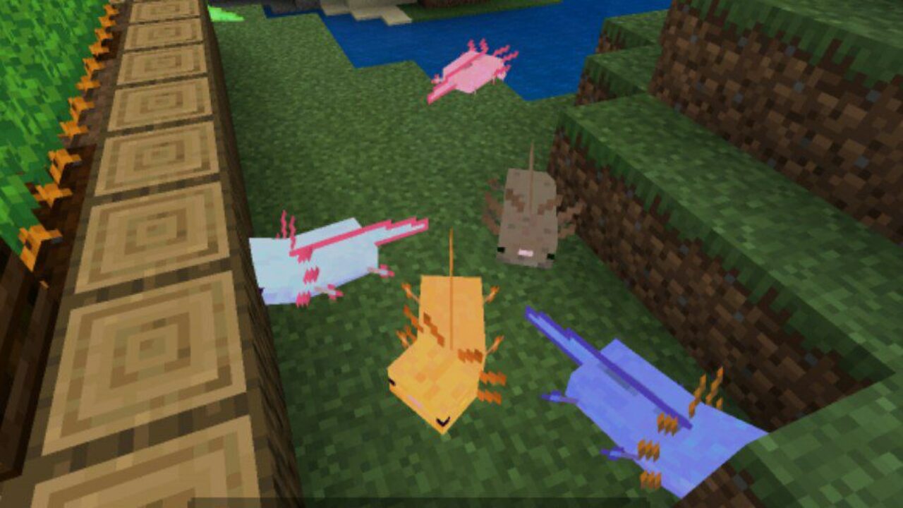 Different Types from Axolotl Mod for Minecraft PE