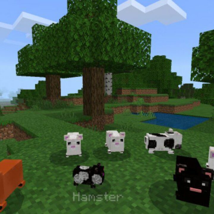 Hamster Mod for Minecraft PE