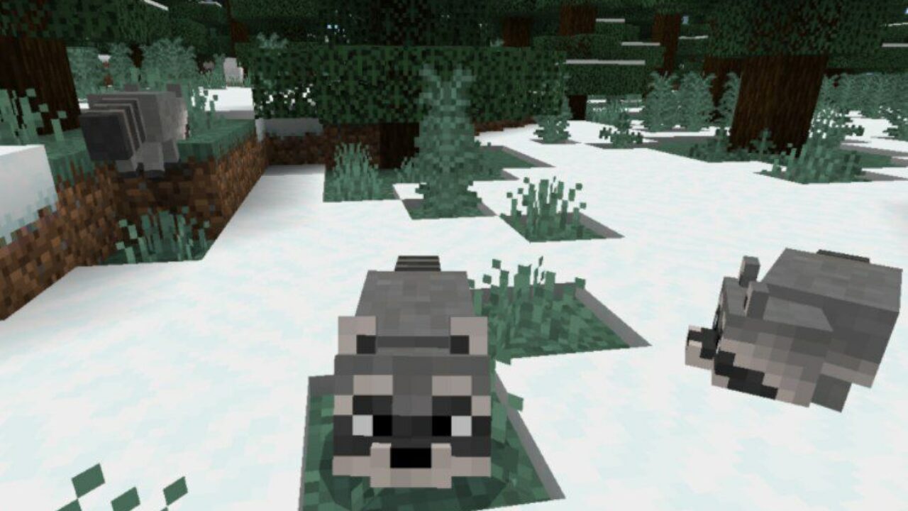 Raccoon Mod for Minecraft PE